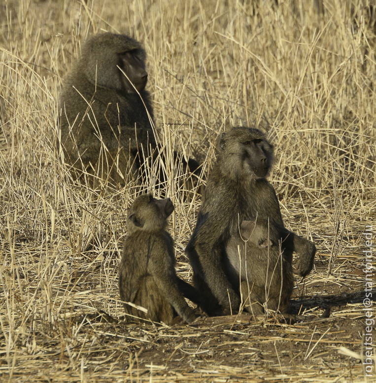 baboons